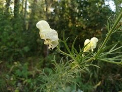 Aconitum anthora