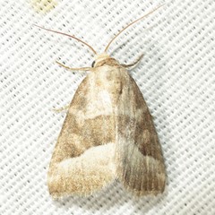 Ogdoconta moreno