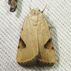 Micrathetis costiplaga