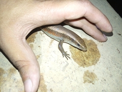 Eutropis multifasciata