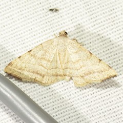 Taeniogramma octolineata