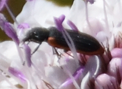 Melyris rufomarginata