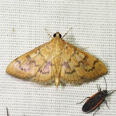 Psara dryalis
