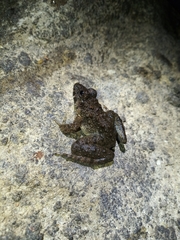 Limnonectes macrodon