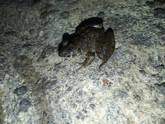 Limnonectes macrodon