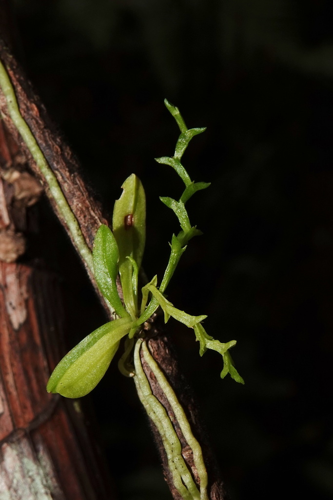 Taeniophyllum rudolfii