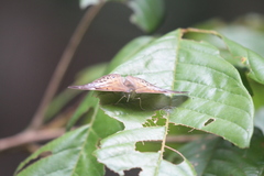 Eulaceura osteria