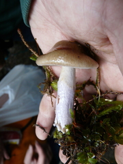 Cortinarius stillatitius