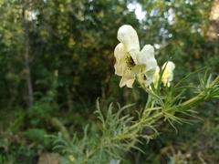 Aconitum anthora