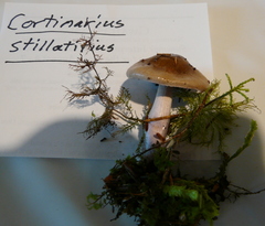 Cortinarius stillatitius