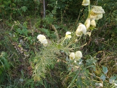 Aconitum anthora
