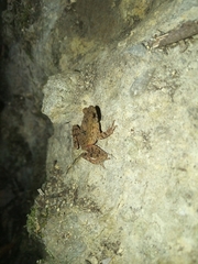 Leptophryne borbonica