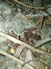 Leptophryne borbonica