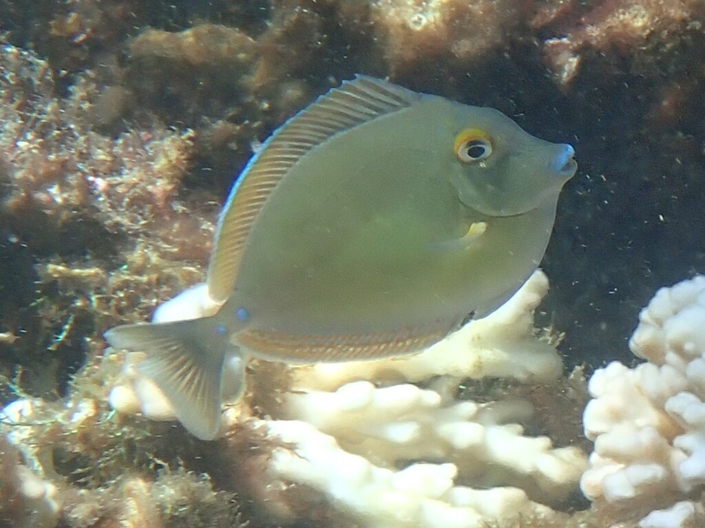 Photo of Unicornfish (Naso unicornis)