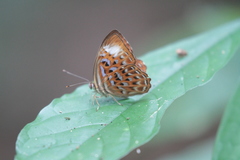 Taxila haquinus