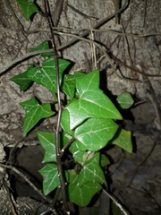 Senecio macroglossus