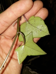 Senecio macroglossus