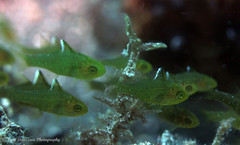 Ostorhinchus hoevenii