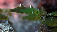 Ostorhinchus hoevenii