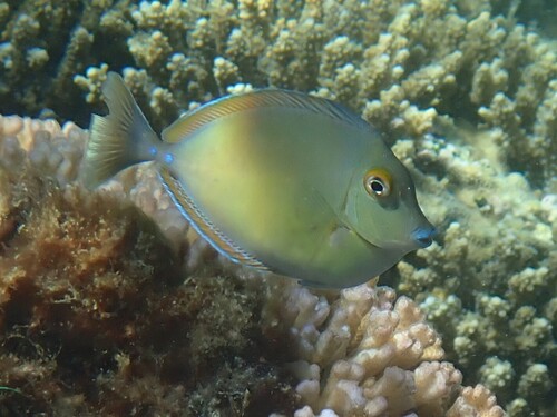 Photo of Unicornfish (Naso unicornis)