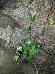 Senecio macroglossus