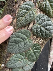 Ficus villosa, photograph author not stated, no rights reserved