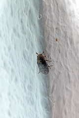 Dermestes undulatus