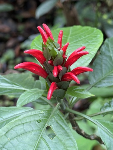 Pachystachys coccinea, photograph 6