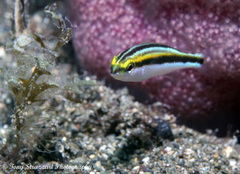 Pentapodus paradiseus