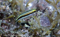 Pentapodus paradiseus