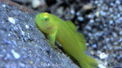 Lubricogobius exiguus