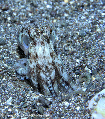 Amphioctopus