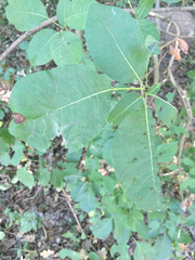 Cotinus