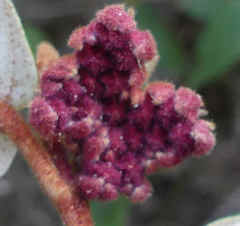 Lasiopetalum macrophyllum