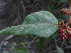 Lasiopetalum macrophyllum