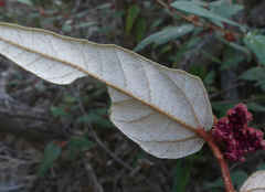 Lasiopetalum macrophyllum