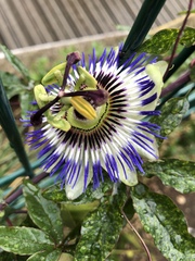 Passiflora caerulea