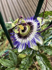 Passiflora caerulea