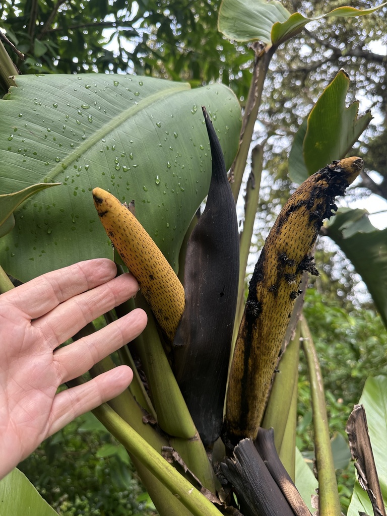 Thượng cán lá lớn – Epipremnum giganteum
