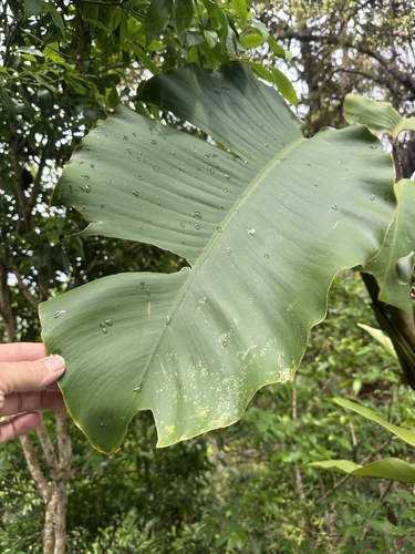 Epipremnum giganteum, photograph 6