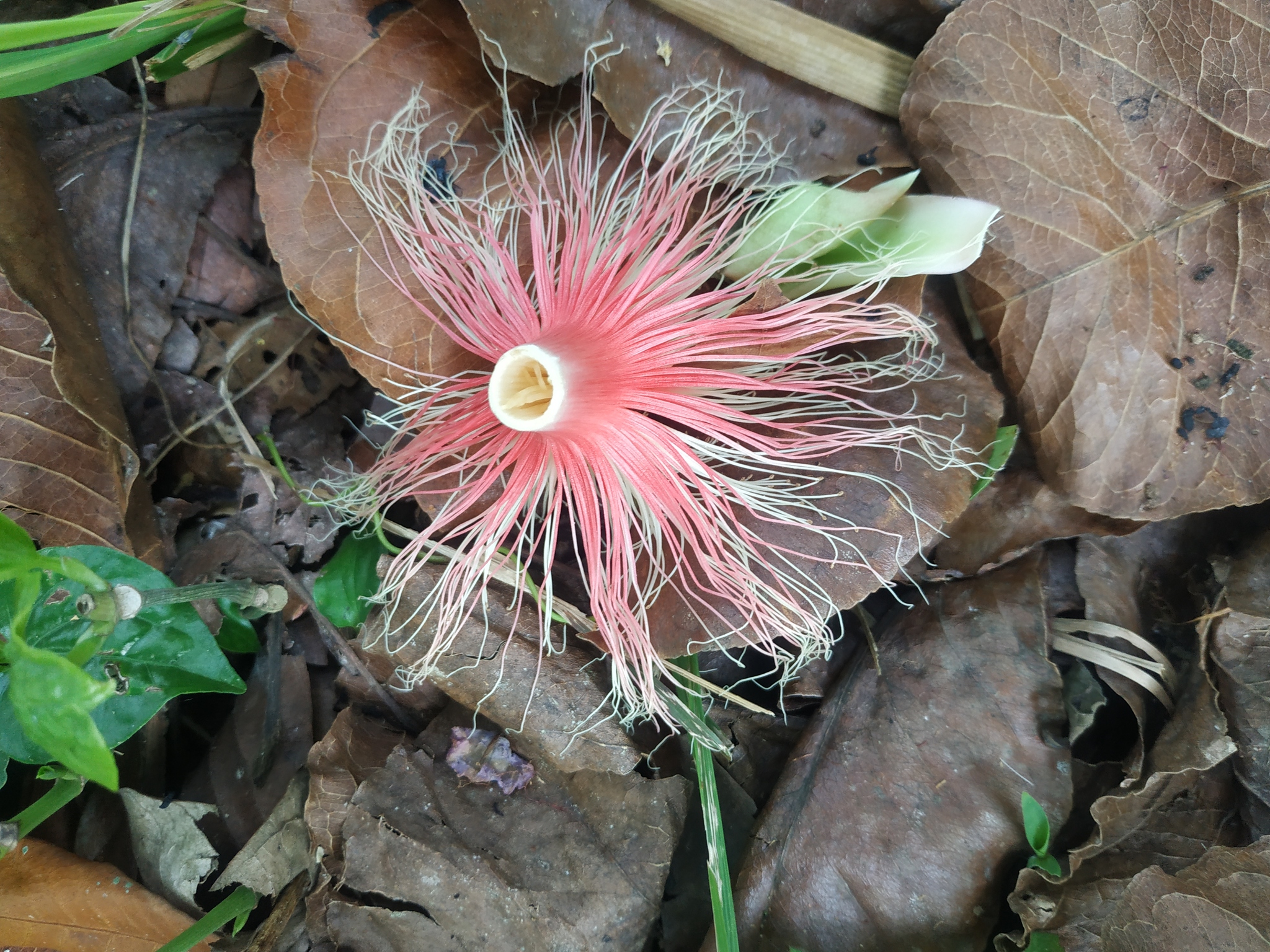 Careya arborea — ảnh 3