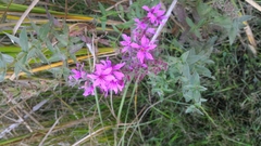 Lythrum salicaria