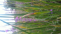Lythrum salicaria