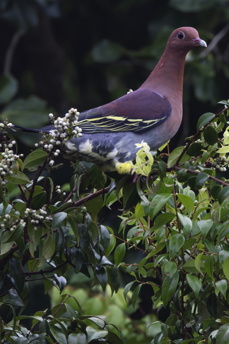 Cinnamon-headed Green-Pigeon