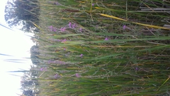 Lythrum salicaria