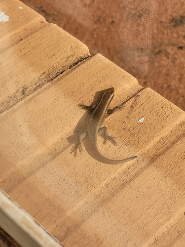 Wahlberg’s Striped Skink