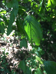 Cornus mas