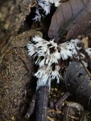 Thelephora penicillata