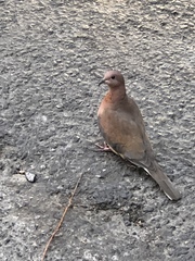Streptopelia senegalensis