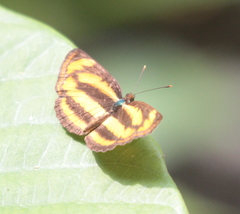 Pantoporia